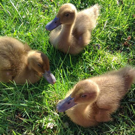 Raising Ducklings To Ducks Backyard Chickens Learn How To Raise