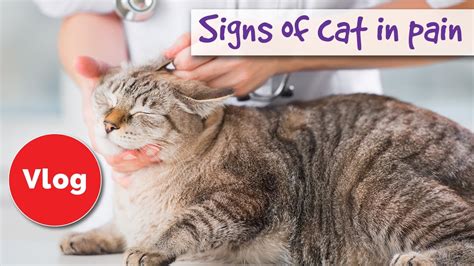 Surprisingly the answer is yes. How to tell if your cat is pain 😿 signs of cat in pain ...