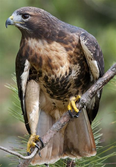 92 Best Images About Hawks On Pinterest Peregrine Falcon Birds Of