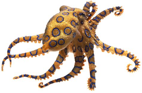 Blue Ringed Octopus Vs Battles Wiki Fandom