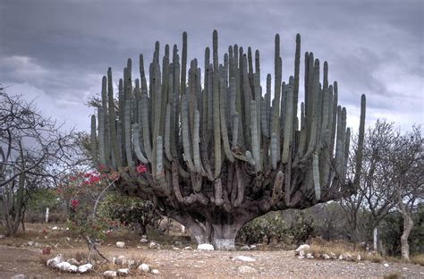 Huge Cactus Tree Near Guadalajara Mexico Pachycereus Weberi X Post
