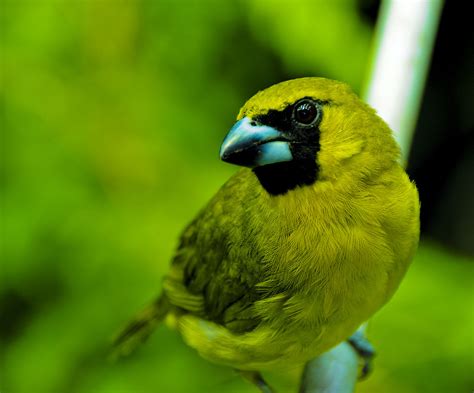 The combo library contains pages of green and yellow green color combinations (a.k.a, color schemes and color palettes) for you to choose from. Yellow-green grosbeak - Wikipedia
