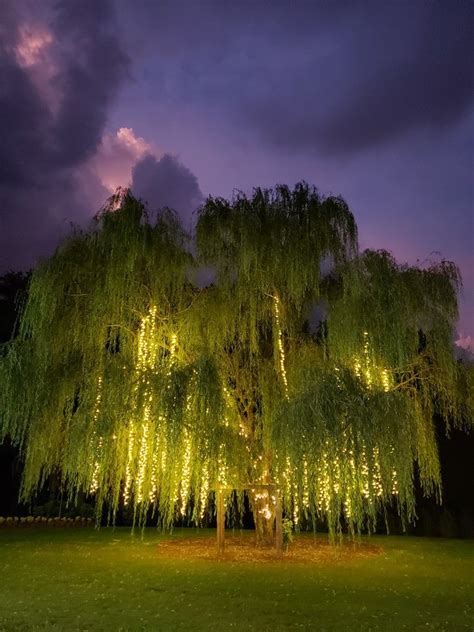 Aurora Farms Lighted Willow Tree Dream Garden Nature Photography