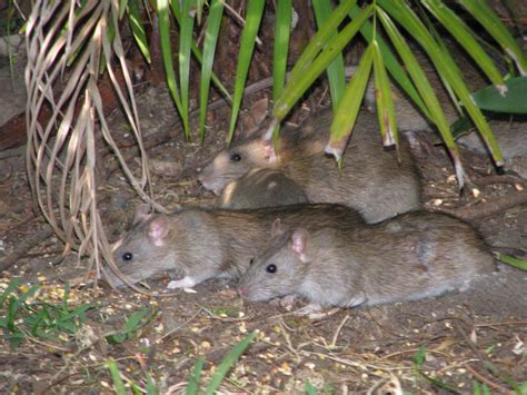 Brown Rat The Australian Museum