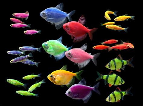 Exclusive Glofish Introduces High Contrast Electric Green Barb