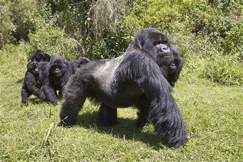 We Thought Gorillas Only Walked On Their Knuckles We Were Wrong New