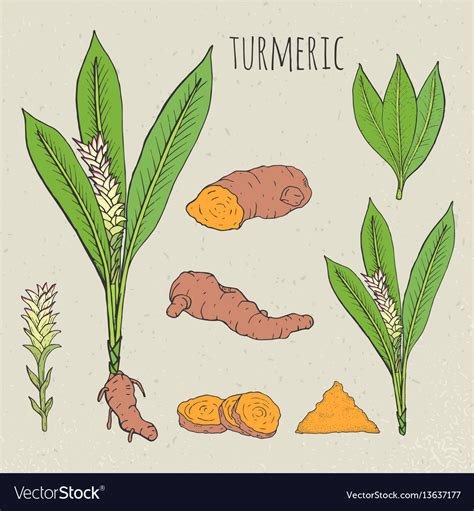 Turmeric Medical Botanical Isolated Royalty Free Vector