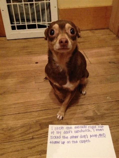 17 Chihuahuas Prove That When It Comes To Shame Size