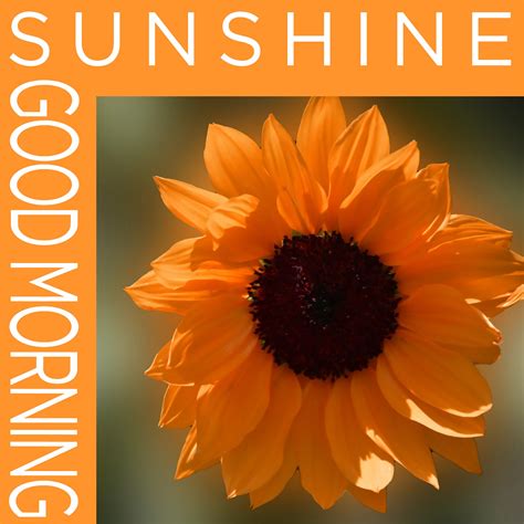 Good Morning Sunshine Poster Free Stock Photo Public Domain Pictures