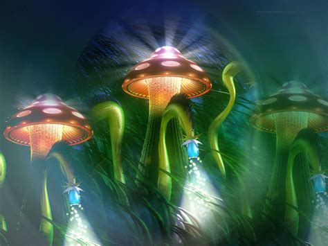 Hd Wallpapers Mushroom Wallpapers Hd