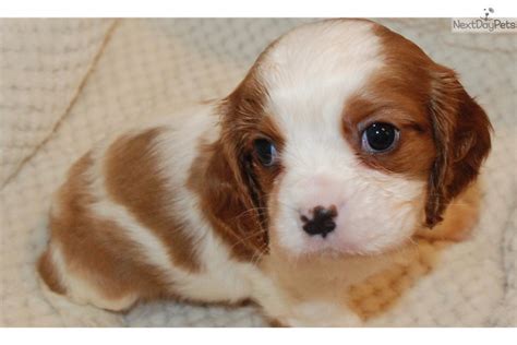 They are eager to please and respond best to a gentle approach to training. Lucy's: Cavalier King Charles Spaniel puppy for sale near ...