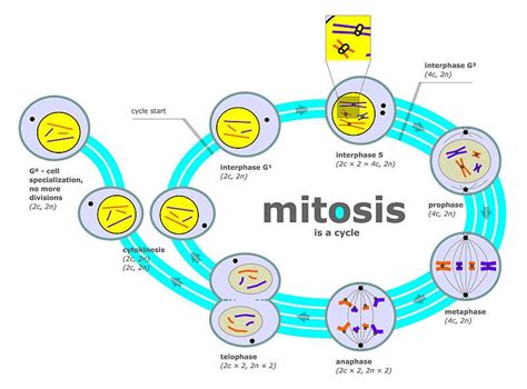 Mitosis (my toh sis) is the stage during which the cell's nucleus divides into two new nuclei. Mitosis: Cell Replication at Boston College - StudyBlue