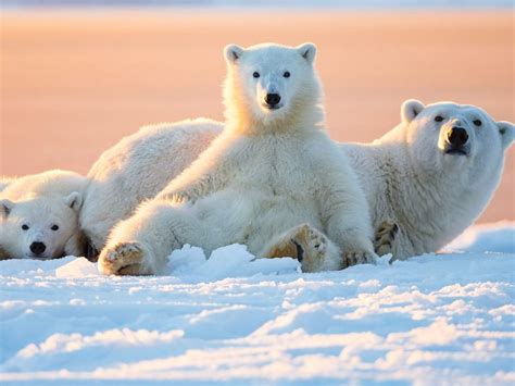 Top Terbaru Beruang Kutub Berhibernasi Contoh Hewan