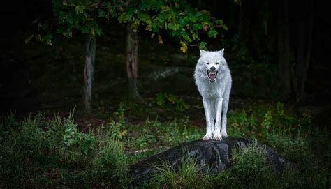 Wolf Wallpaper 4k Android Images Slike