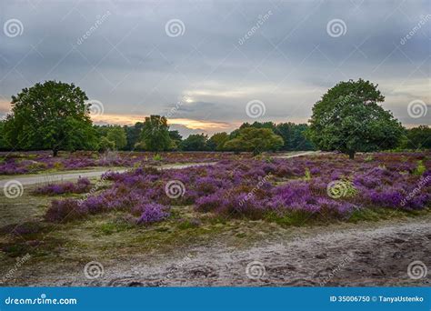 Sunset Over Heather Fields Netherlands Stock Photo Image Of