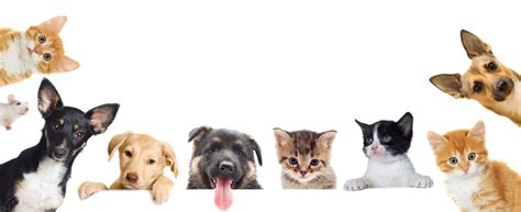 Calculate the essential nutrient requirements for dogs and cats using nrc nutrient requirements of cats and dogs. About Us - Few Steps From Home Animal Rescue