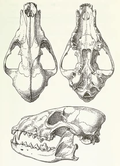 Dhole Wikipedia The Free Encyclopedia Animal Skulls Canine Skull