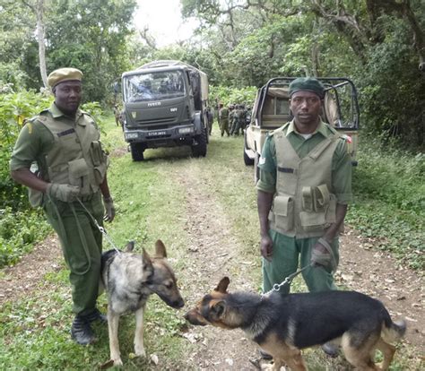 Manhunt Launched In Tanzania After Poachers Kill British Helicopter