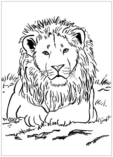 Majestic Lion Lions Adult Coloring Pages