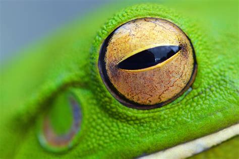 Download Eye Of Frog Royalty Free Stock Photo And Image
