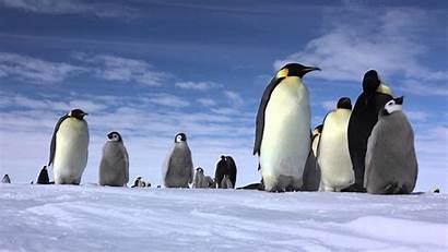 4k Penguins 1080p Penguin Emperor 南極大陸 Wallpapers