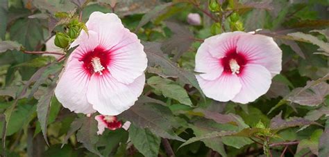 Round green berries turn red. Plant Details | Costa Farms | Hardy hibiscus, Hibiscus, Plants