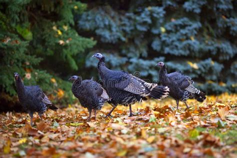 Flock Of Turkeys In Autumn Fall Leaves Stock Photo Image Of Mouth