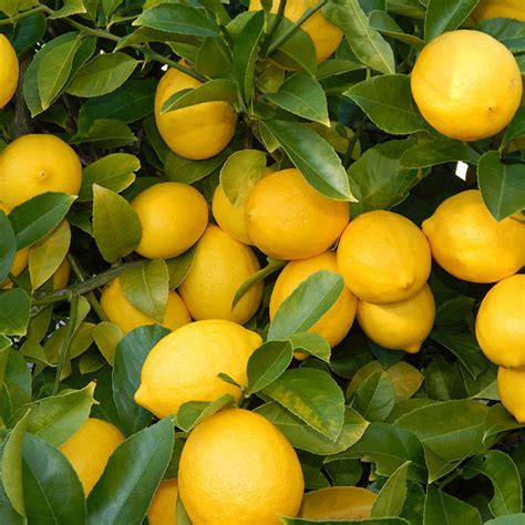 Lemon Balaji Fruit Plants And Tree Exotic Space