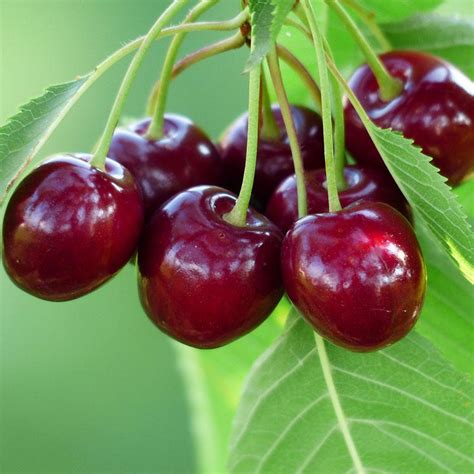 Bing Sweet Cherry Tree Stark Bro S Canada
