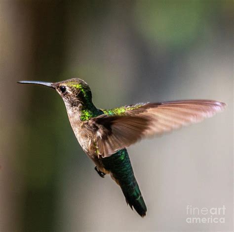 Hummingbird In Flight Photograph By Edie Ann Mendenhall Fine Art America