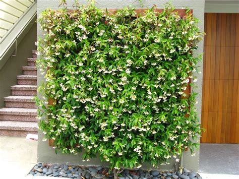 It can be trained to grow on a trellis, over an arbor, as an espalier against a wall or fence, as a border plant or hedge, to spill over a wall and it's also suited to. jasmine in pots or ground - Google Search ...