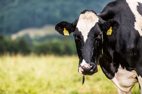 Dairy Products And Agritourism Very Good In Switzerland