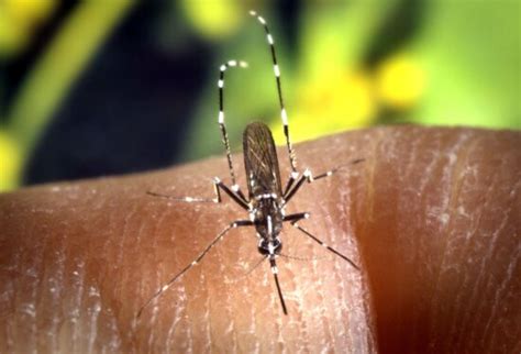 Free Picture Female Aedes Albopictus Mosquito Insect Up Close