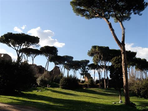 The Beautiful Pines Of Rome Photo Tree Rome Rome Italy