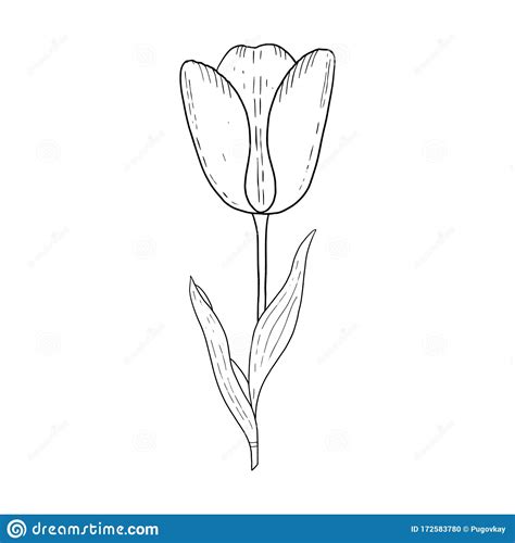 Tulip Hand Drawn Outline Drawingblack And White Imagestylized Image
