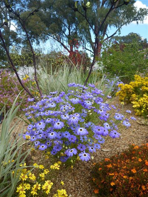 angus stewart clues us in on the best ways to see western australia s extraordinary wildflowers