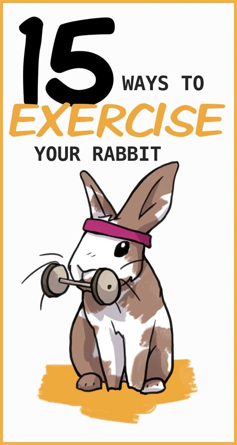 15 Ways To Make Sure Your Rabbit Gets Enough Exercise Pet Bunny
