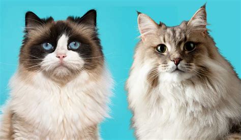 The Ragdoll Munchkin Cat Mix A Detailed Guide