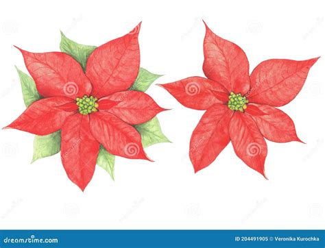 Poinsettia Watercolor Christmas Flower Illustration Red And Green