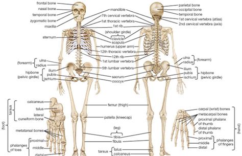 The hard structures inside our body are the bones. Body Bones Human Body Bones Name And There Functions