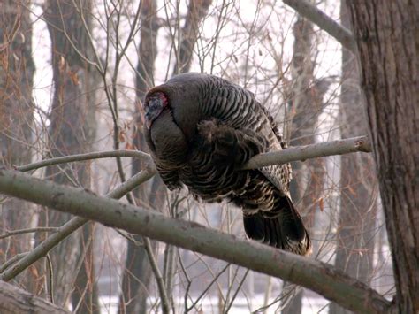 Learn Wild Turkey Roosting Behavior Turkey And Turkey Huntingturkey