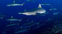 About Shark Swarm Show - National Geographic Channel - Asia