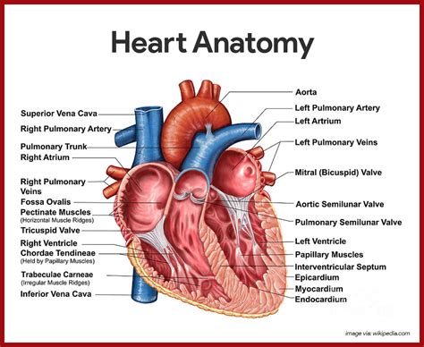 Human Heart Labeling