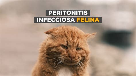 peritonitis infecciosa felina infobae