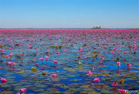 Thailands Red Lotus Lake Is One Of The Worlds Most Insta Worthy