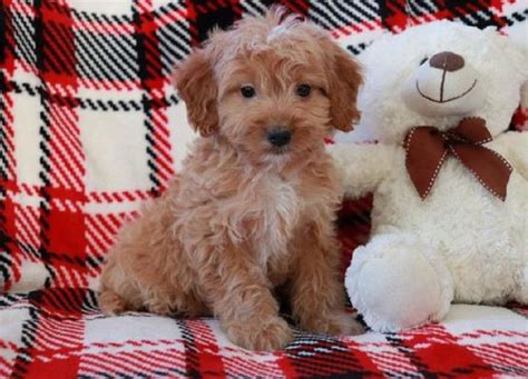 Our goldendoodles are bred from registered golden retrievers and poodles, so you can trust their pedigree at cane creek goldendoodles. Buy Cheap Goldendoodle Puppies for Sale near me ...