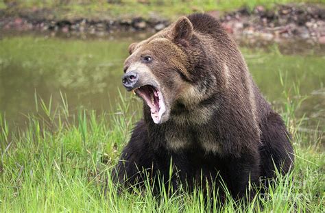 Grizzly Snarl Photograph By Art Cole Fine Art America