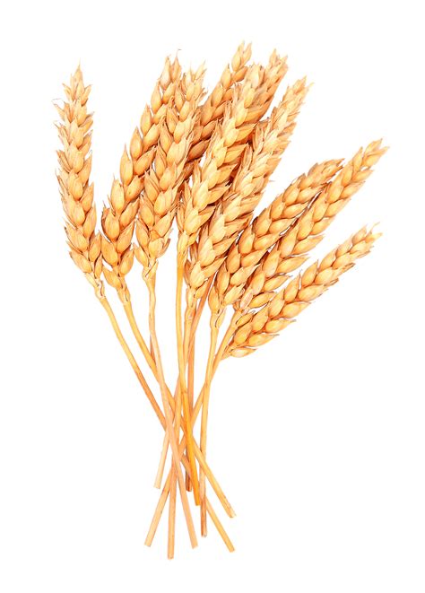 Wheat Png Transparent Images Png All