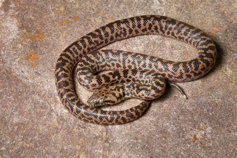 Spotted Python Antaresia Maculosa Photograph By David Kenny Pixels