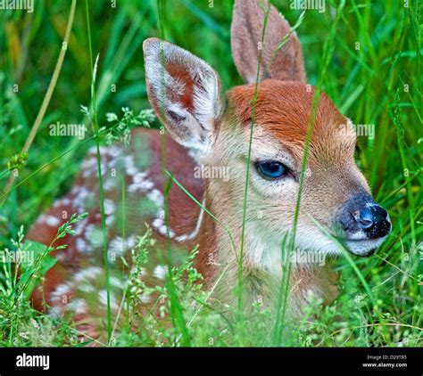 White Tailed Deer Fawn Stock Photo Alamy